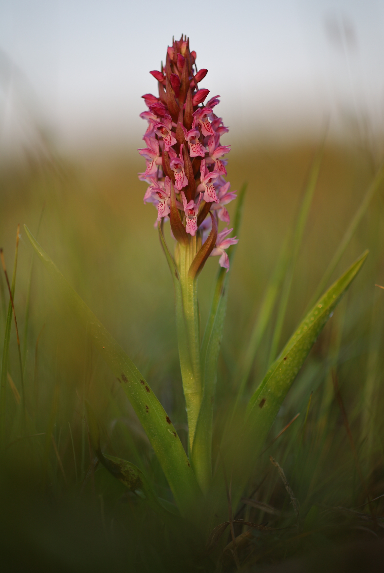 Early marsh-orchid (Dactylorhiza incarnata)