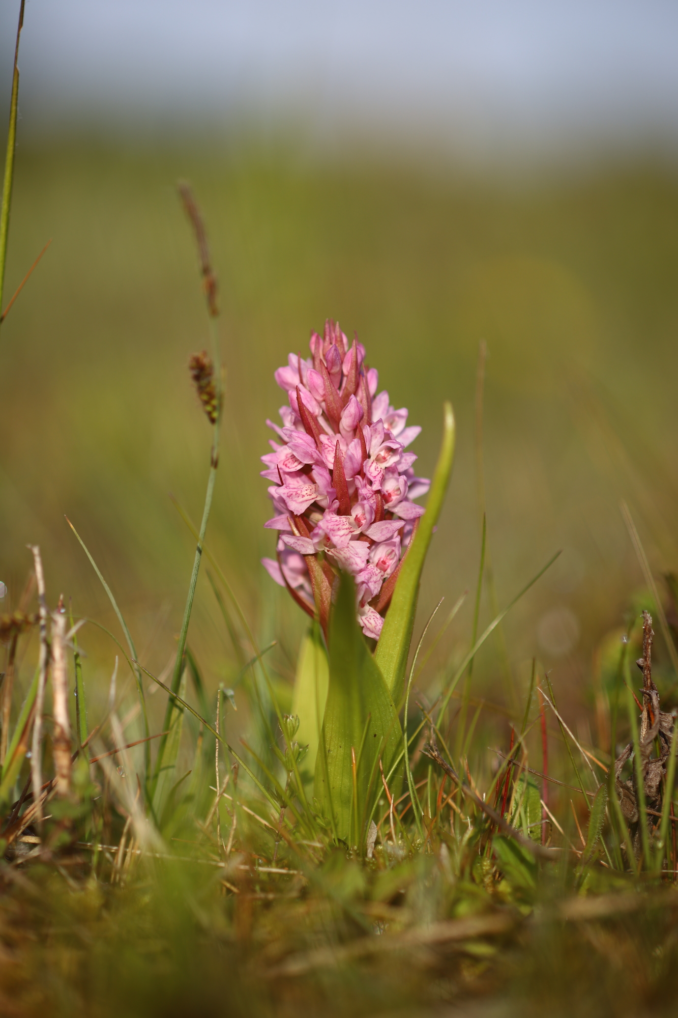 Early marsh-orchid (Dactylorhiza incarnata subsp. lobelii)