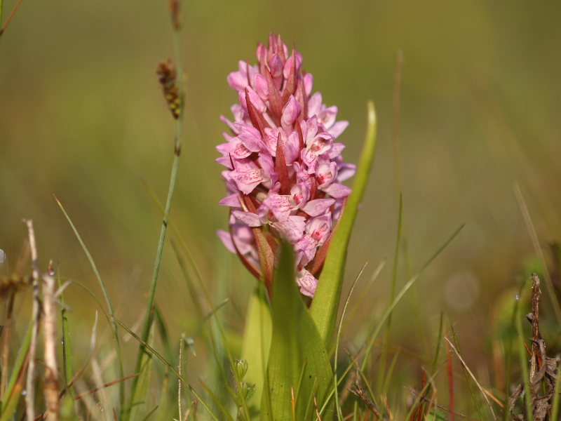 Early marsh-orchid (Dactylorhiza incarnata subsp. lobelii)