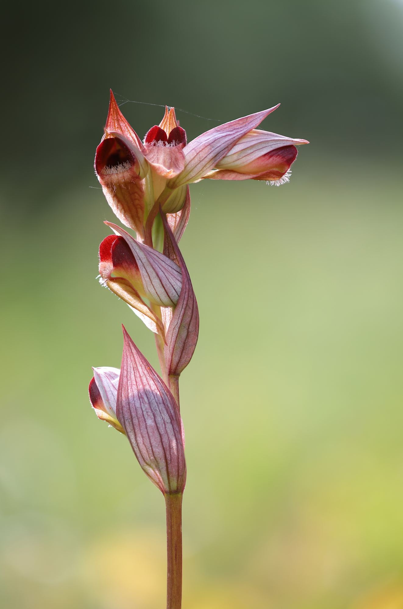 Eastern tongue orchid (Serapias orientalis)