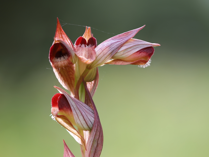 Eastern tongue orchid (Serapias orientalis)