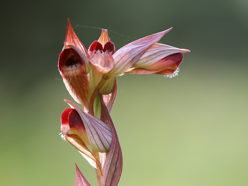 Eastern tongue orchid (Serapias orientalis)