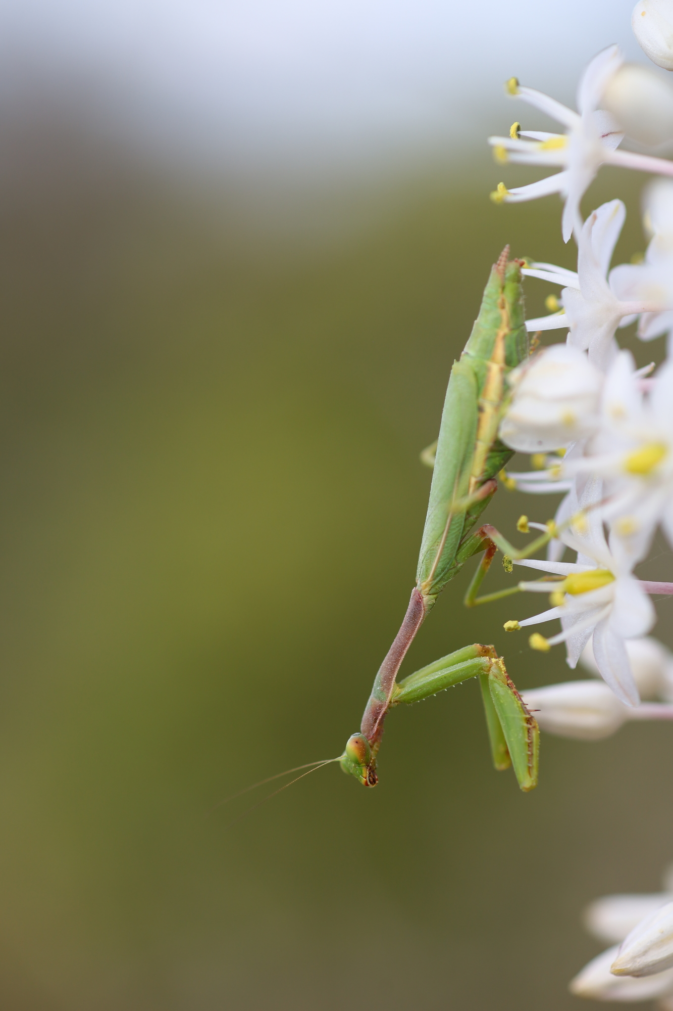 European mantis (Mantis religiosa)