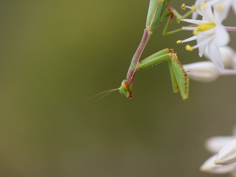 European mantis (Mantis religiosa)