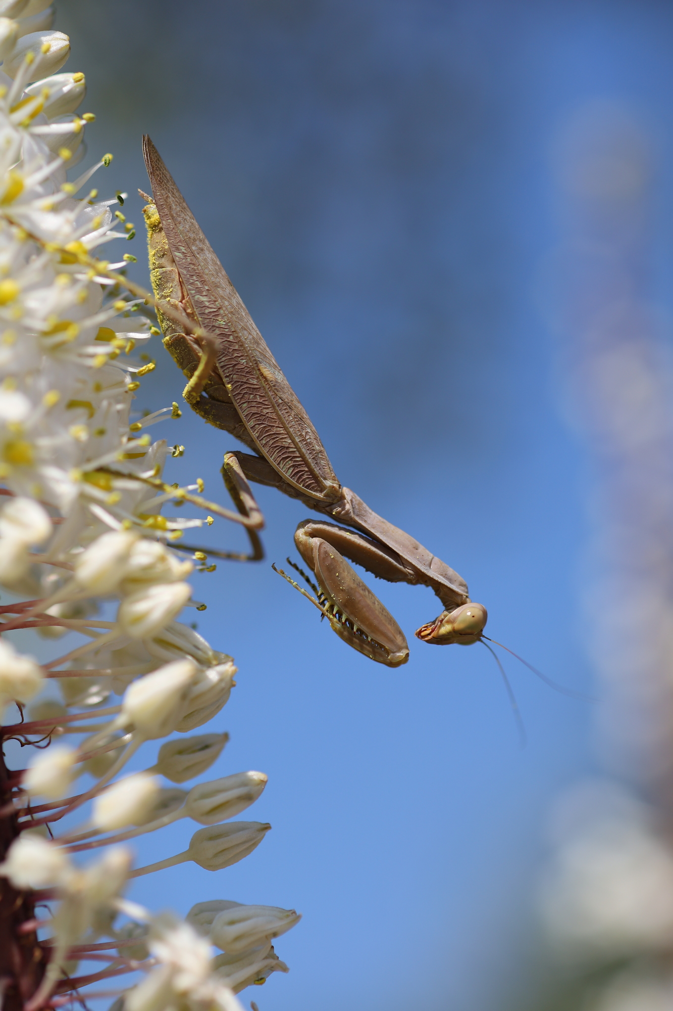 European mantis (Mantis religiosa)