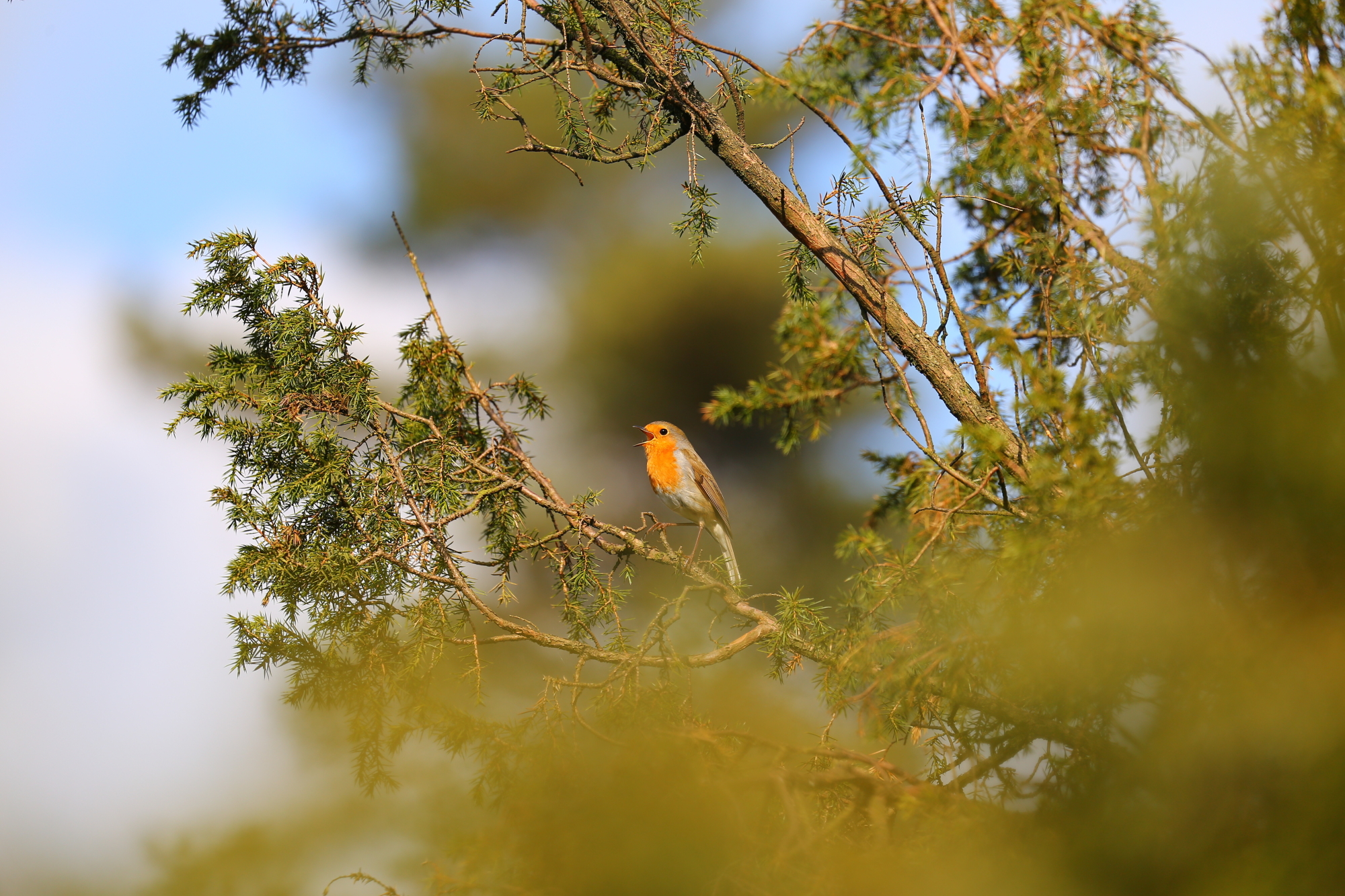 Singing European robin (Erithacus rubecula)