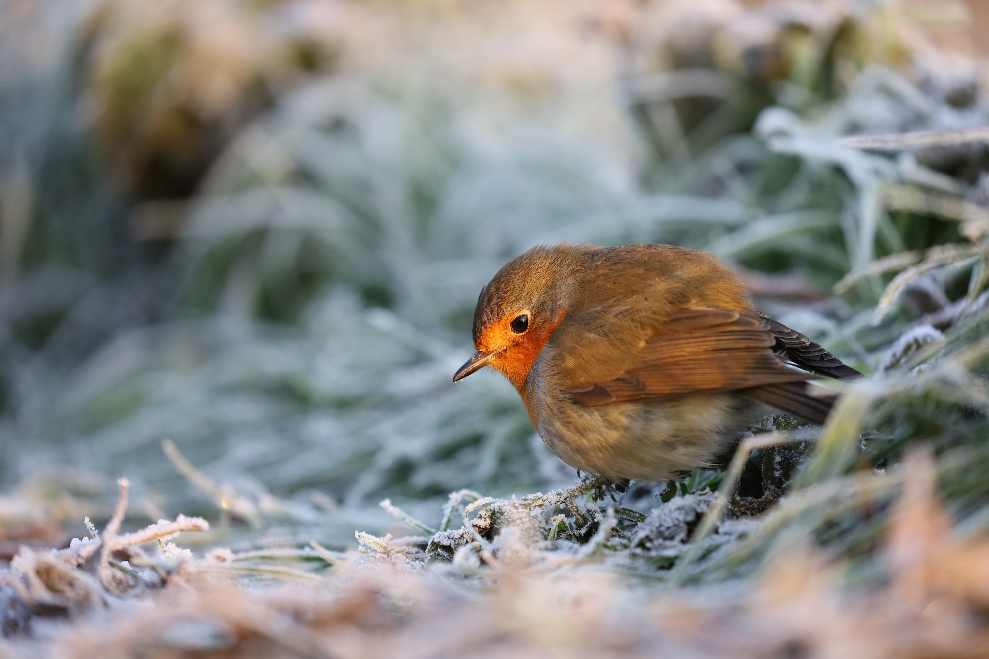 European robin (Erithacus rubecula)