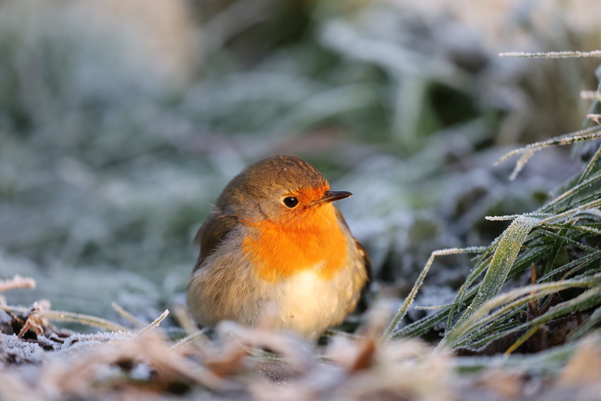 European robin (Erithacus rubecula)