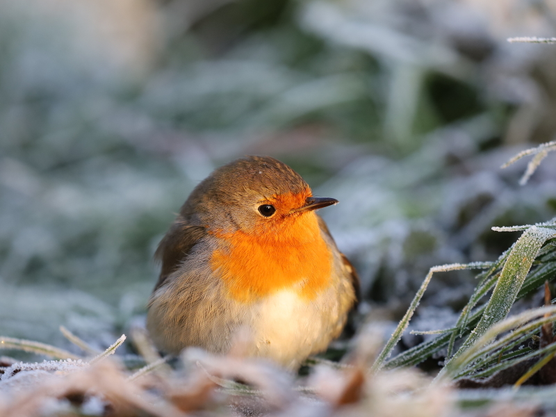 European robin (Erithacus rubecula)