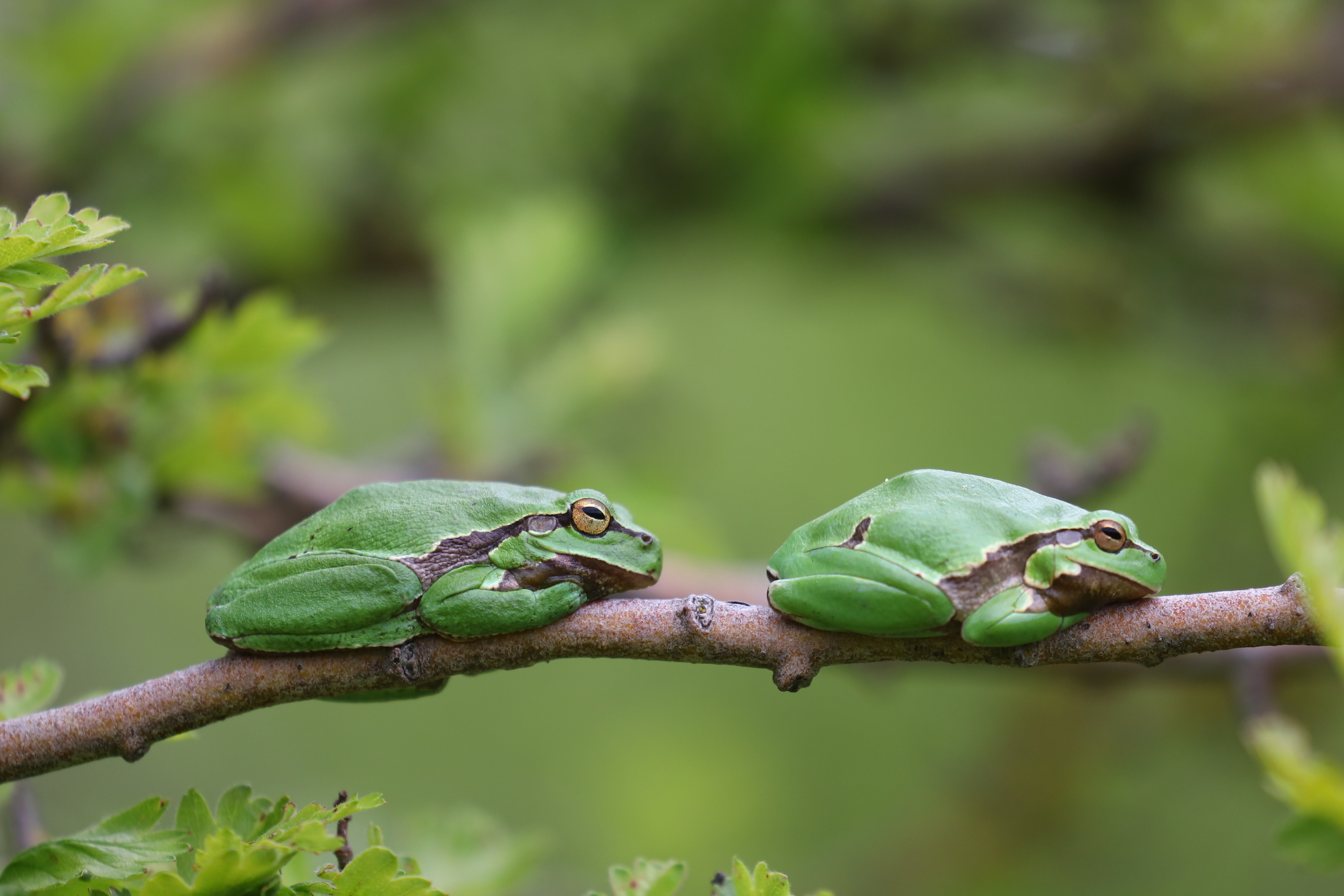 European tree frog (Hyla arborea)