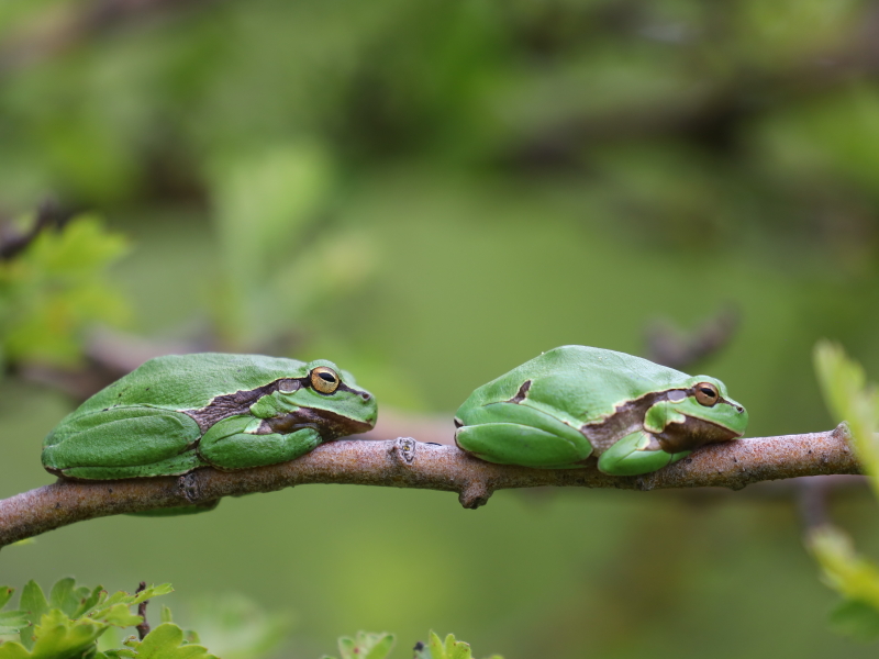 European tree frog (Hyla arborea)