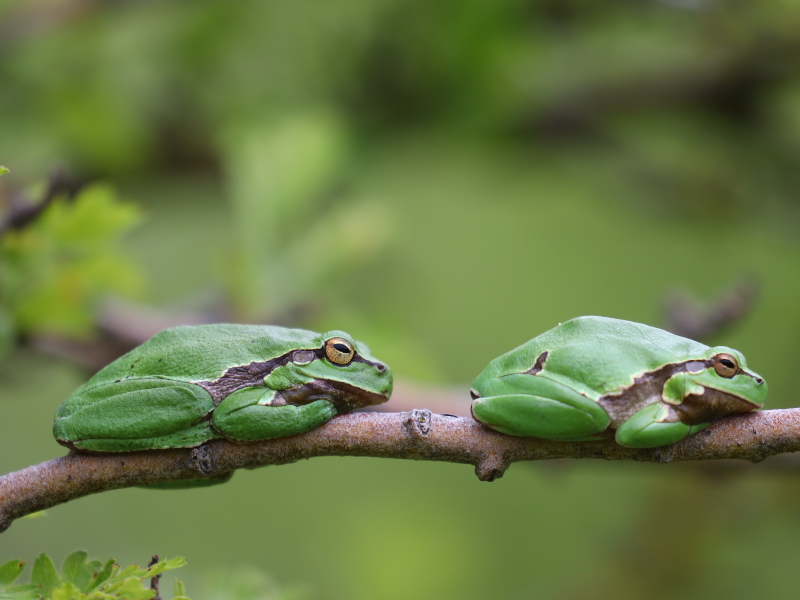 European tree frog (Hyla arborea)