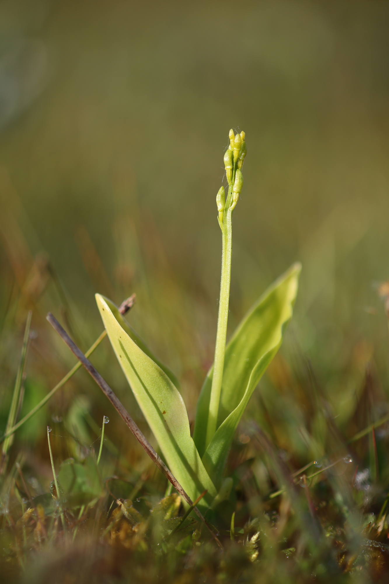 Fen orchid (Liparis loeselii)