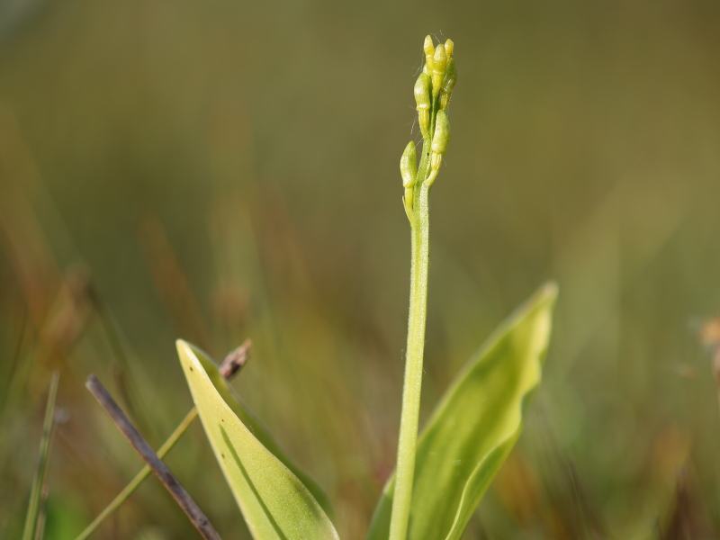 Fen orchid (Liparis loeselii)