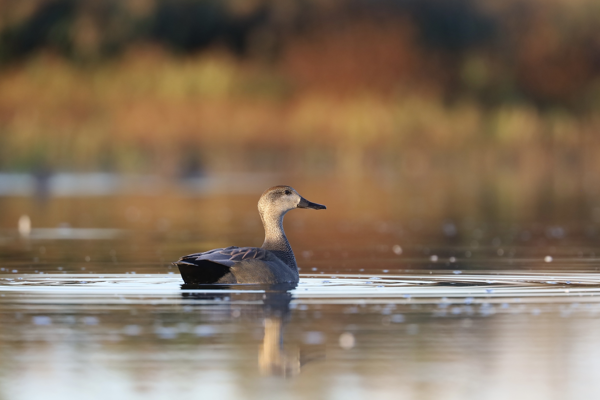 Gadwall (Mareca strepera)