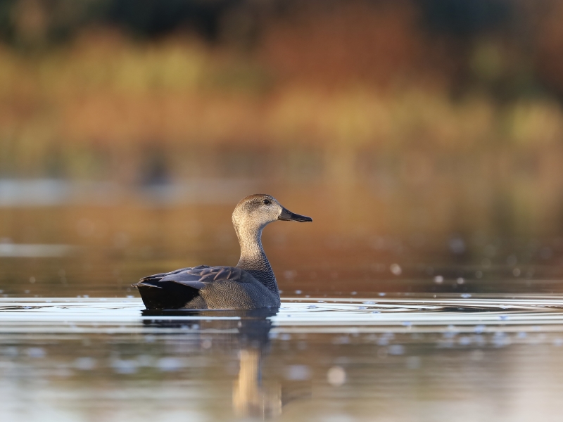 Gadwall (Mareca strepera)