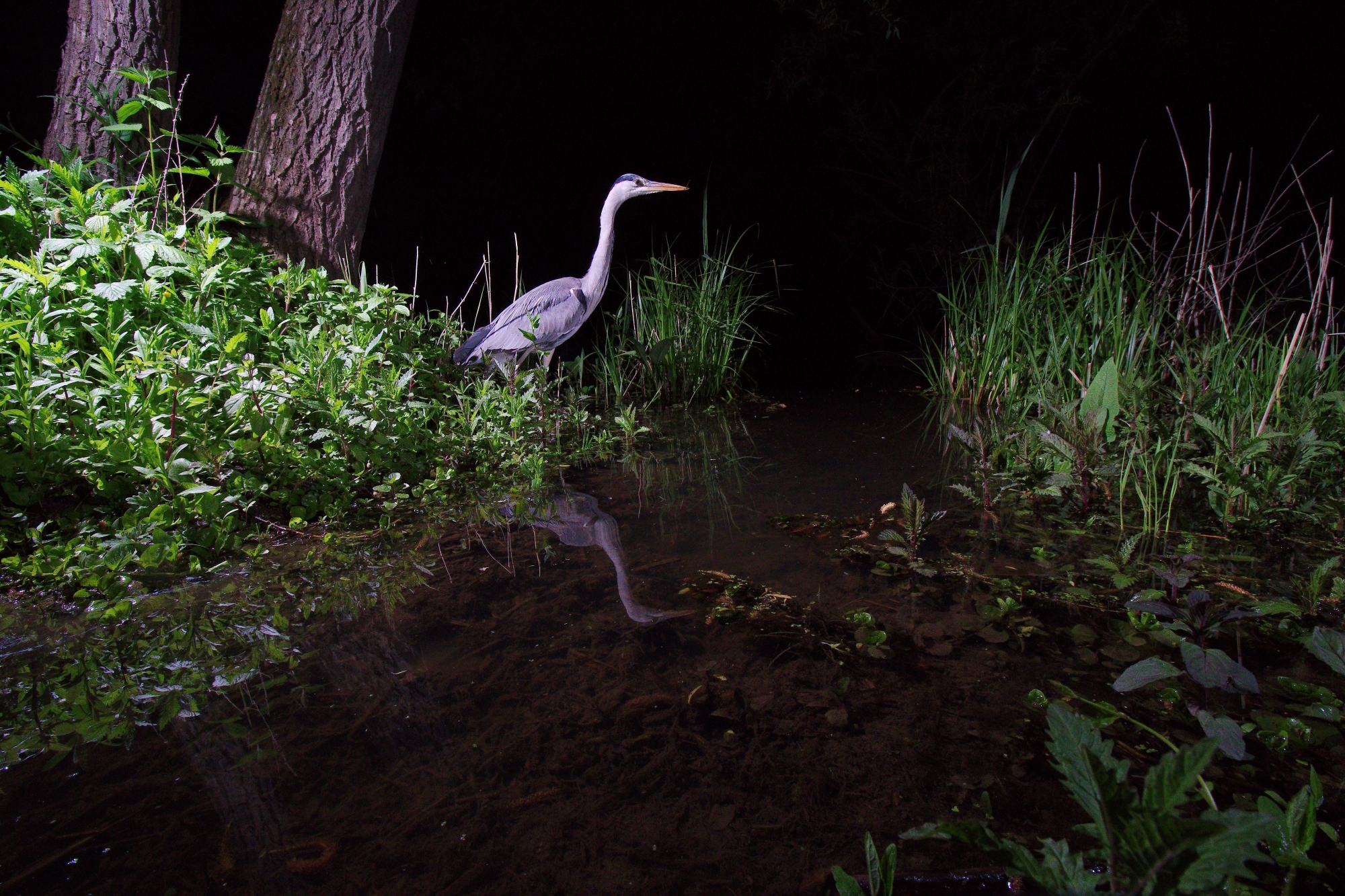 Grey heron (Ardea cinerea)