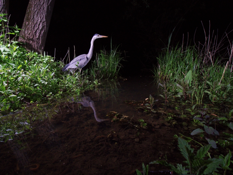 Grey heron (Ardea cinerea)