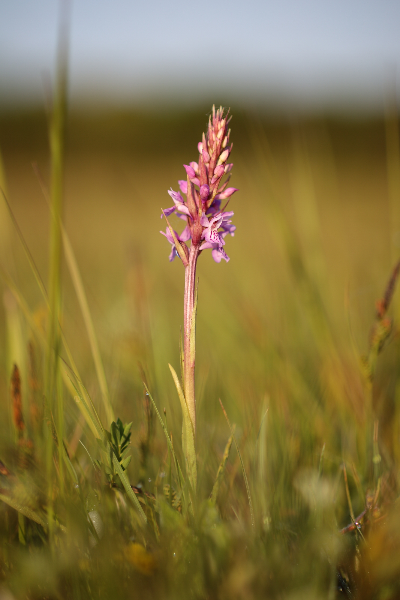 Heath spotted-orchid (Dactylorhiza maculata)