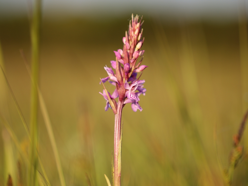 Heath spotted-orchid (Dactylorhiza maculata)