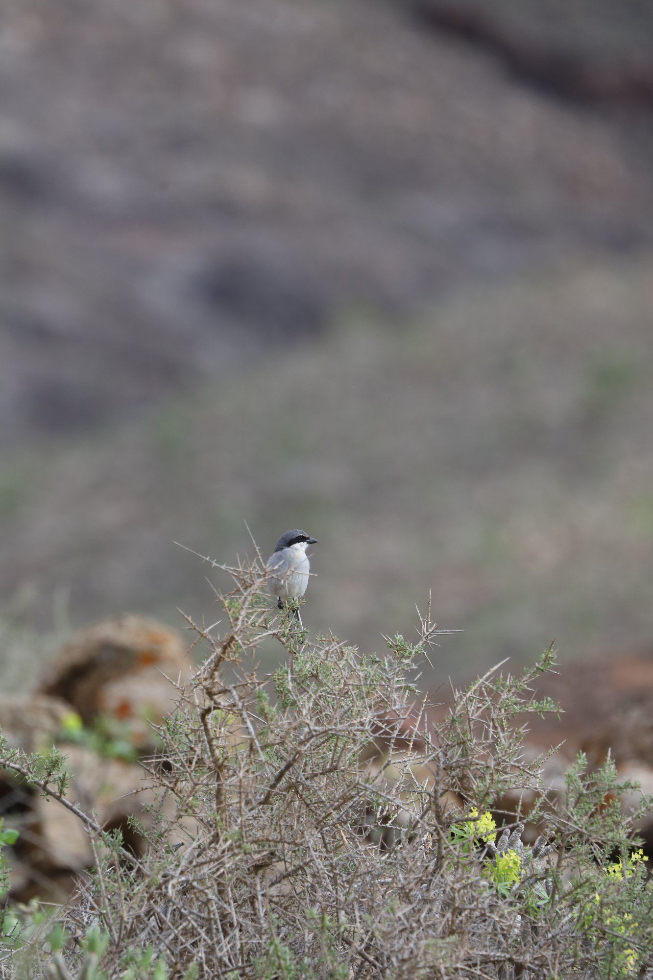 Iberian grey shrike Lanius meridionalis koenigi