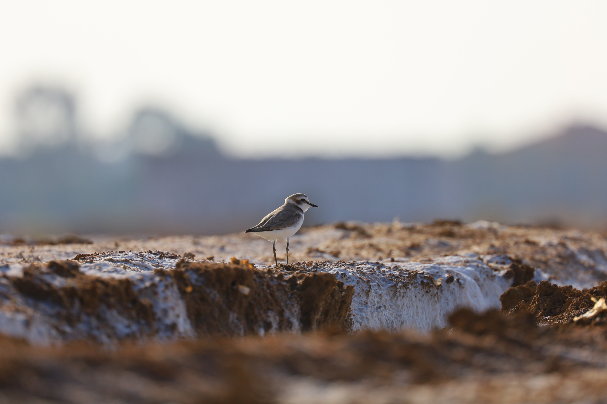 Kentish plover (Charadrius alexandrinus)