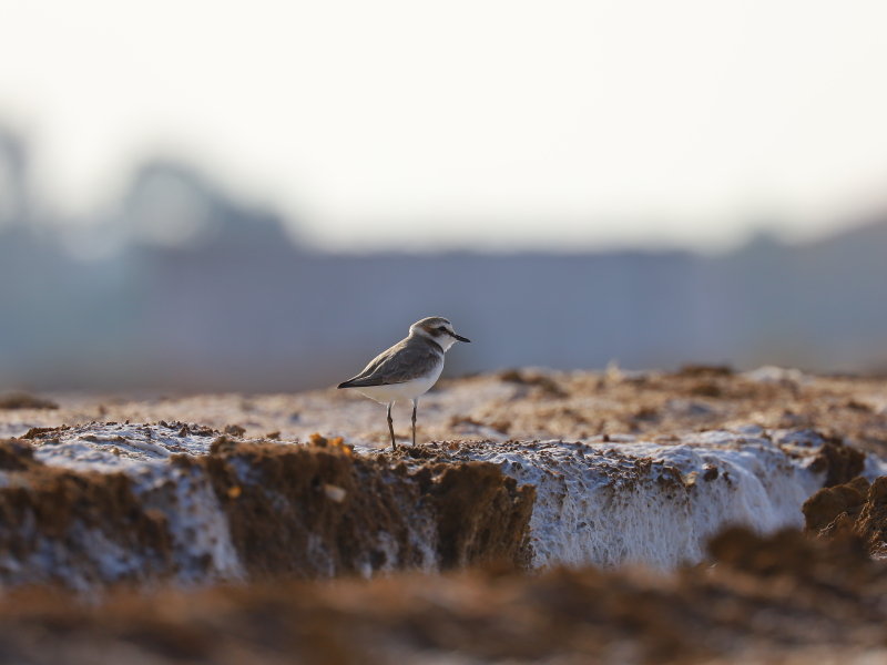 Kentish plover (Charadrius alexandrinus)