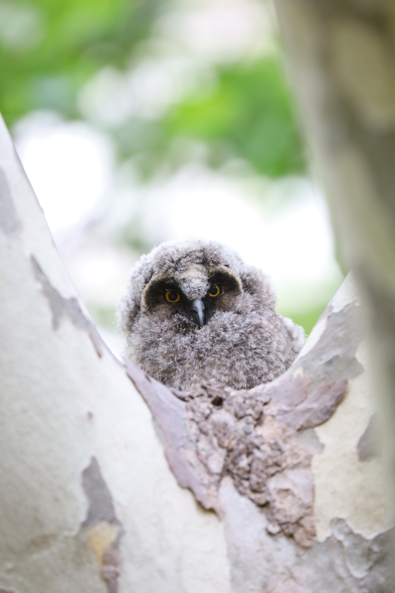 Long-eared owl (Asio otus)