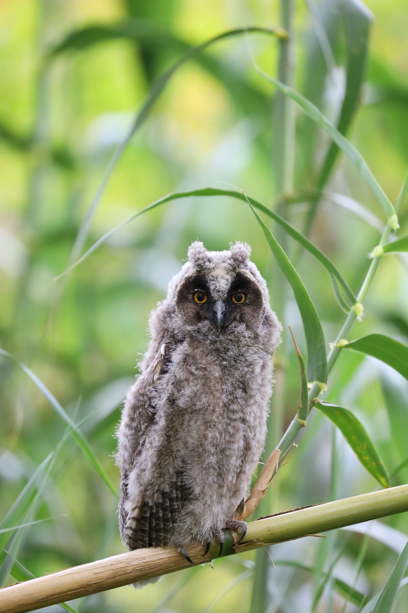 Long-eared owl (Asio otus)