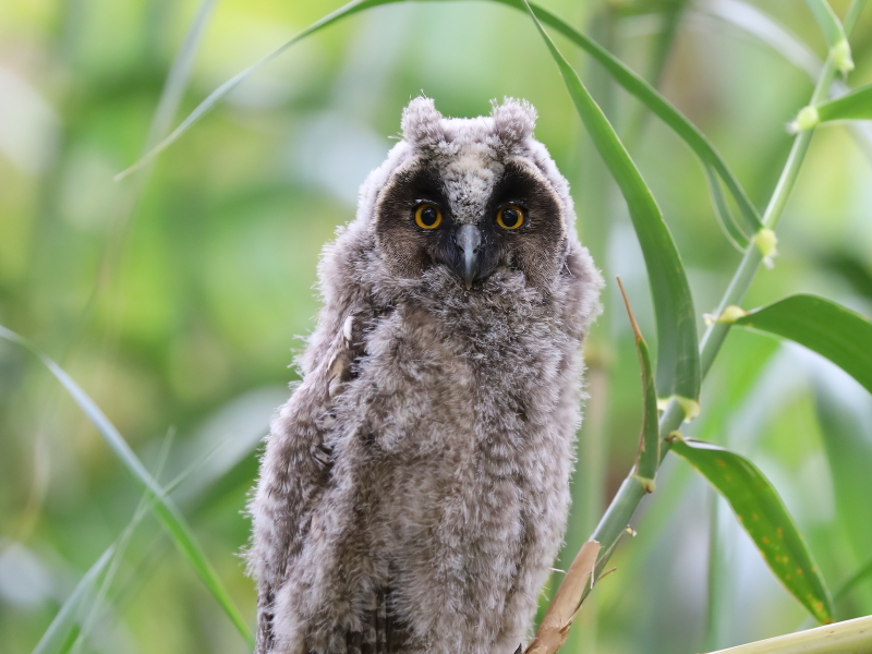 Long-eared owl (Asio otus)