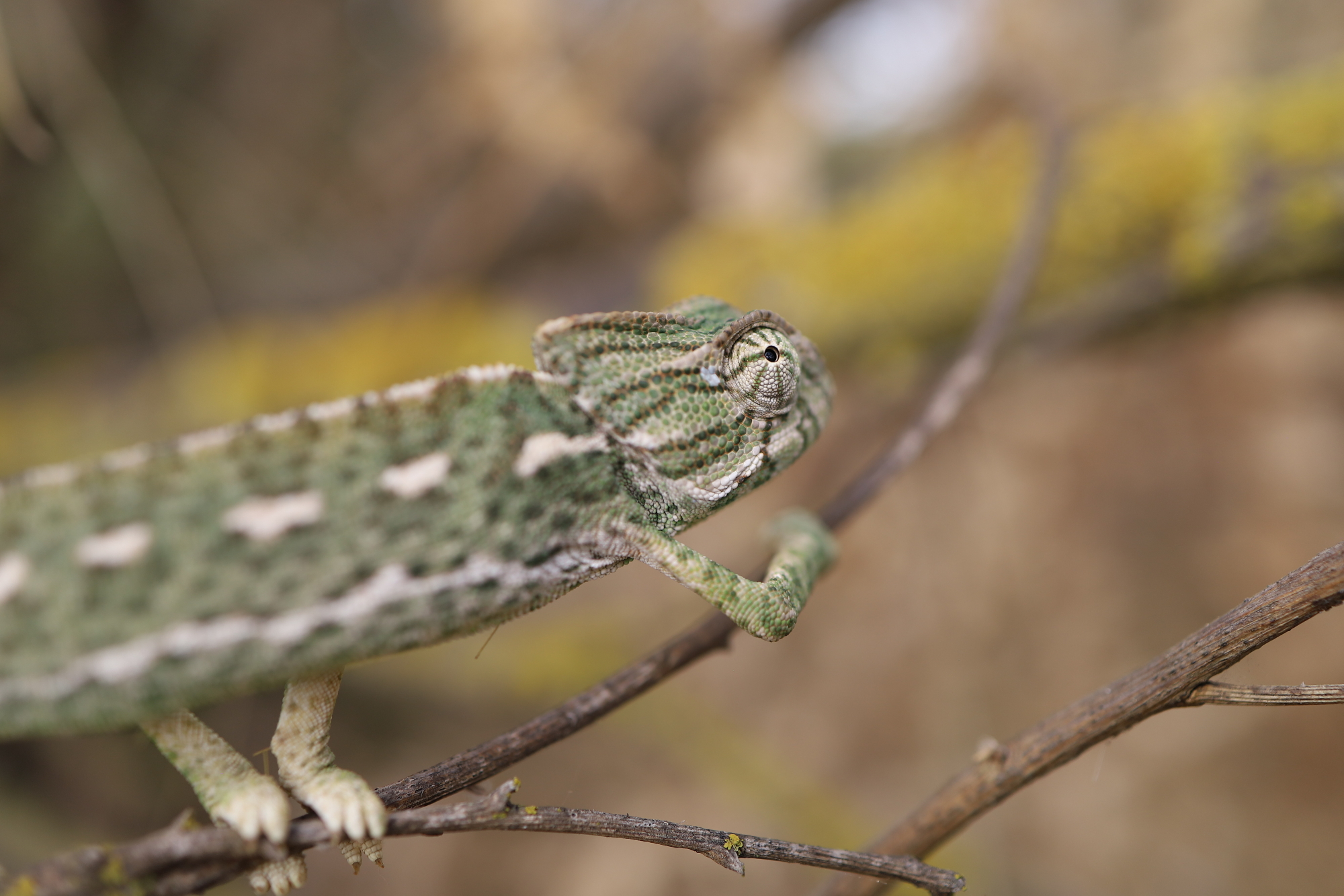 Mediterranean chameleon (Chamaeleo chamaeleon)