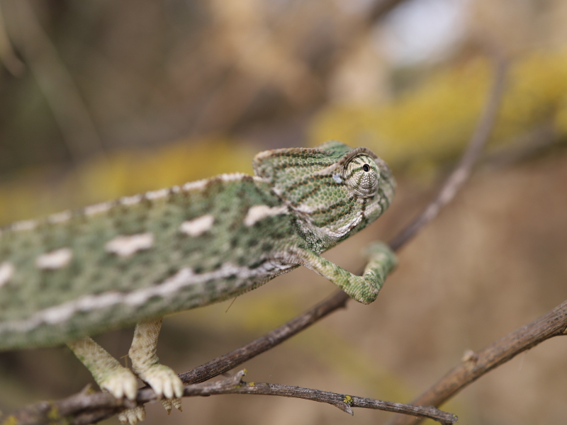 Mediterranean chameleon (Chamaeleo chamaeleon)