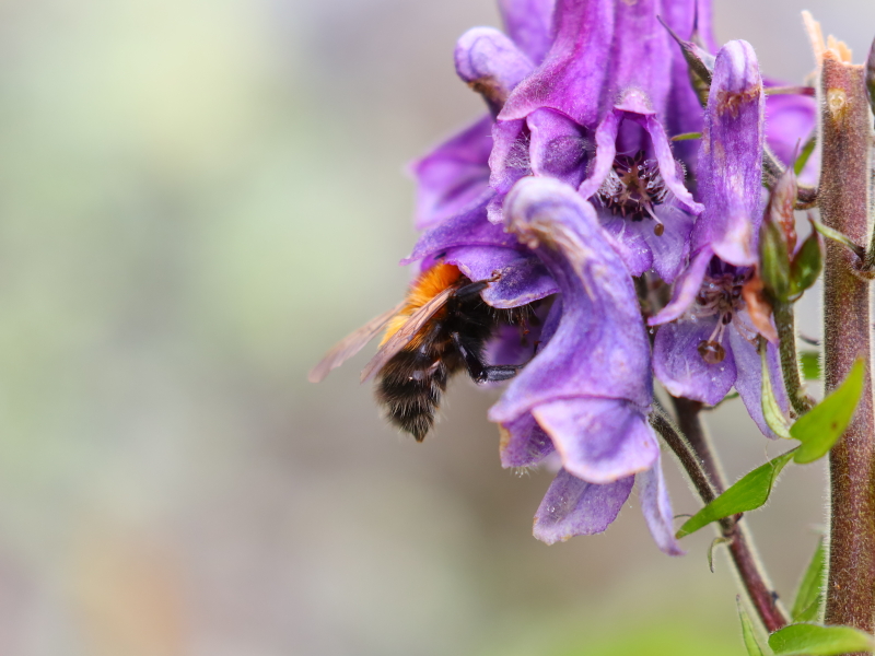 Nordic monkshood bumblebee (Bombus consobrinus)