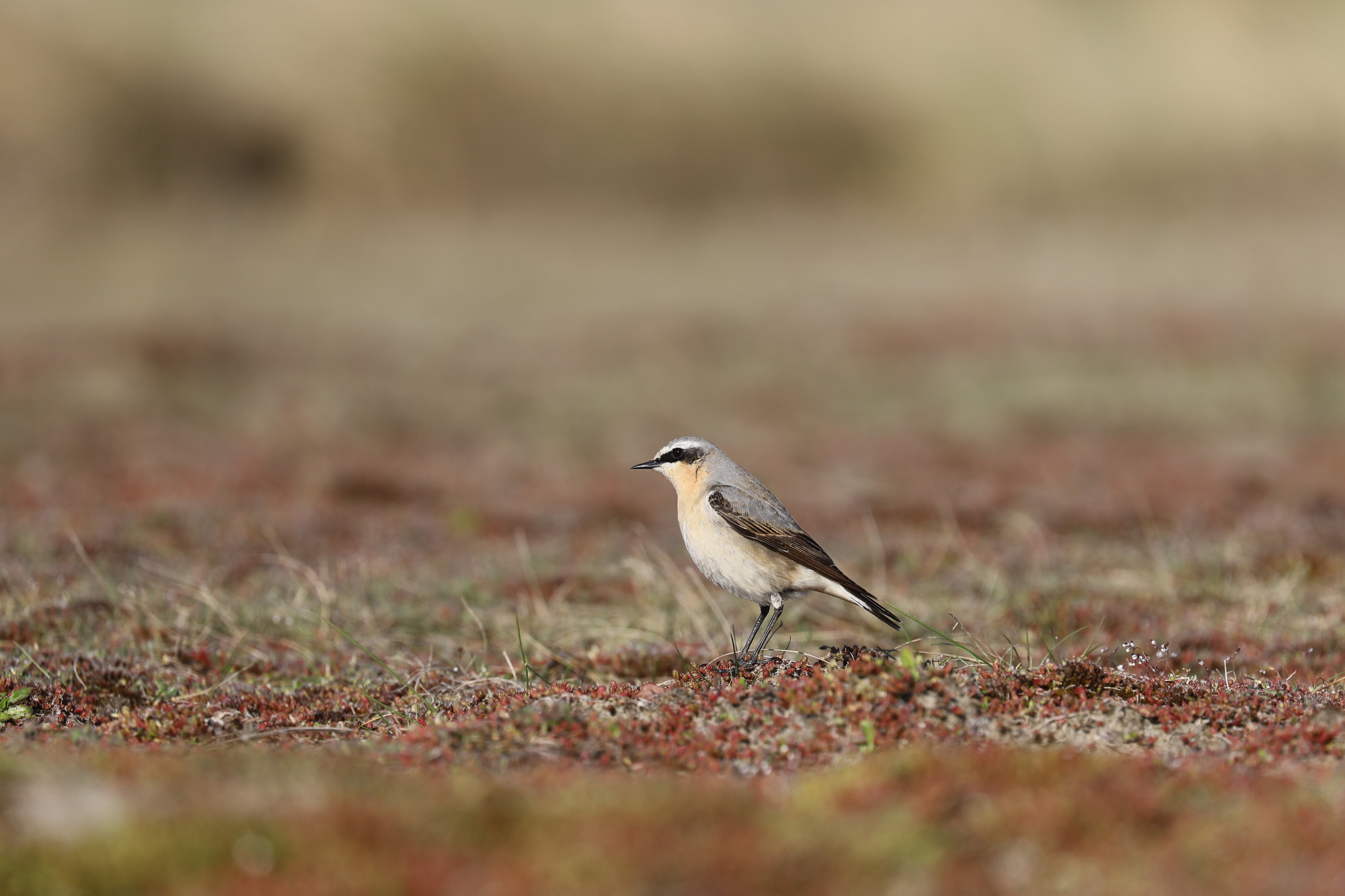 Northern wheatear (Oenanthe oenanthe)