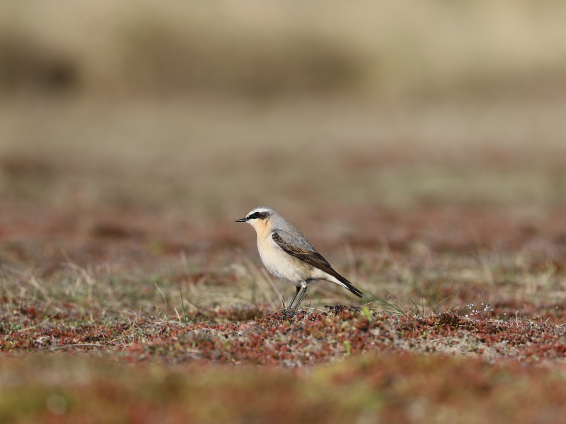 Northern wheatear (Oenanthe oenanthe)