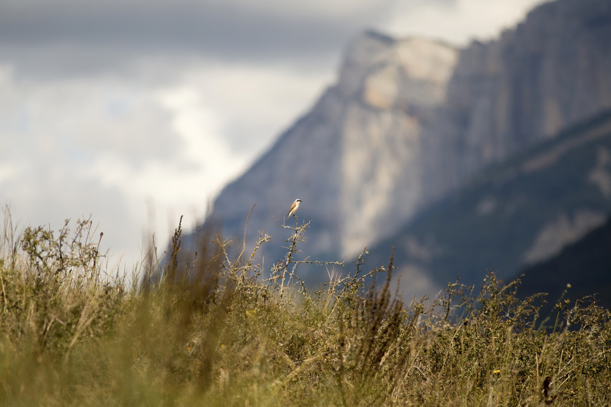 Red backed shrike (Lanius collurio)