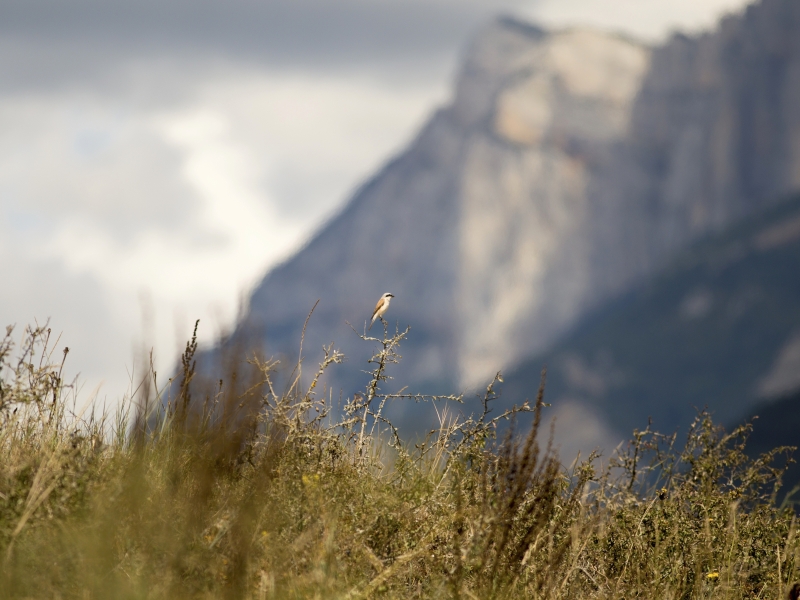 Red backed shrike (Lanius collurio)