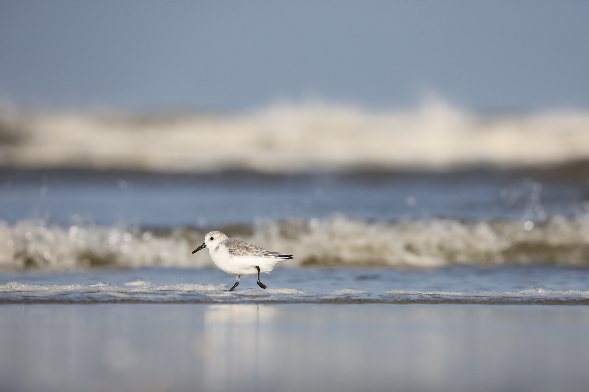 Sanderling (Calidris alba)