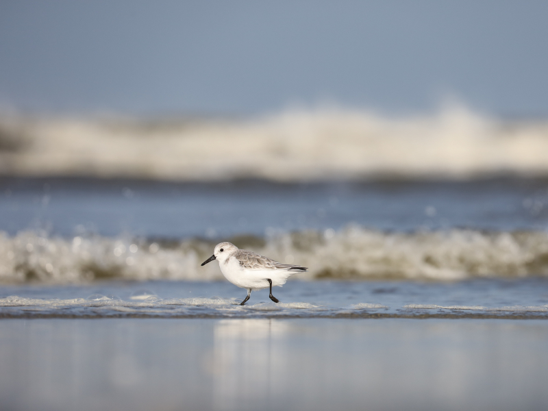 Sanderling (Calidris alba)