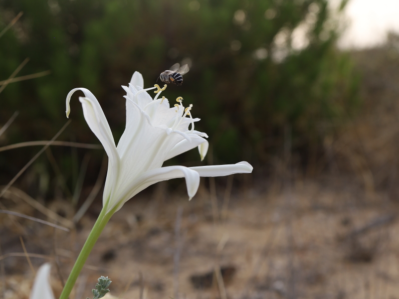 Sea daffodil (Pancratium maritimum)