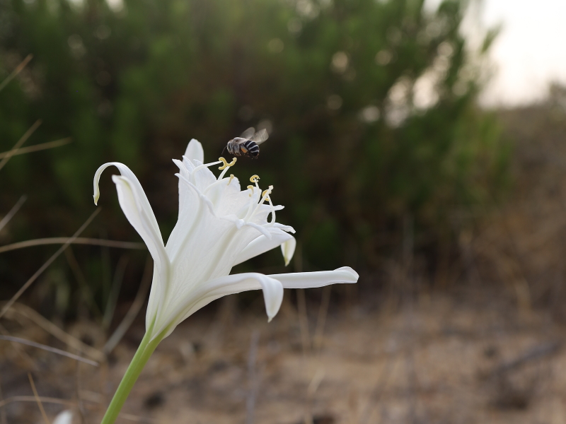 Sea daffodil (Pancratium maritimum)