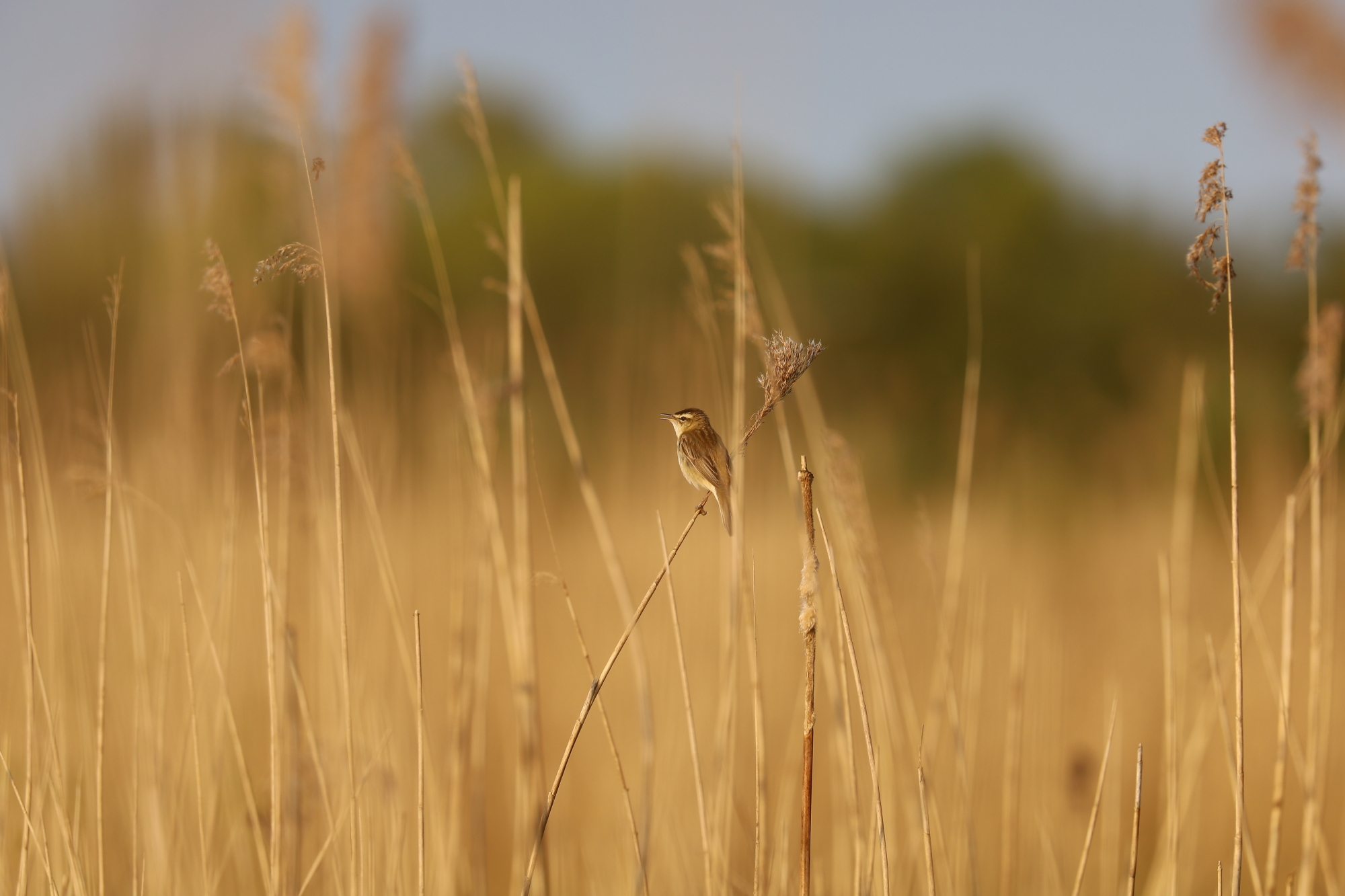 sedge warbler (Acrocephalus schoenobaenus)