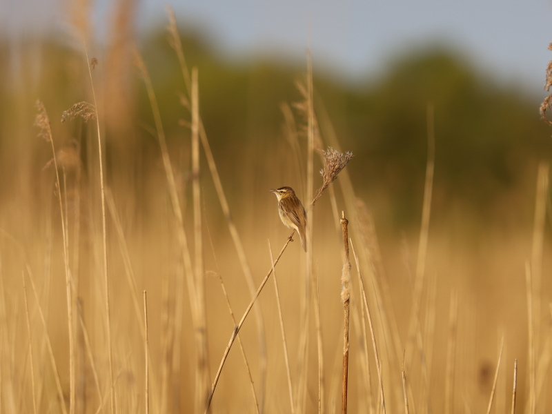 sedge warbler (Acrocephalus schoenobaenus)