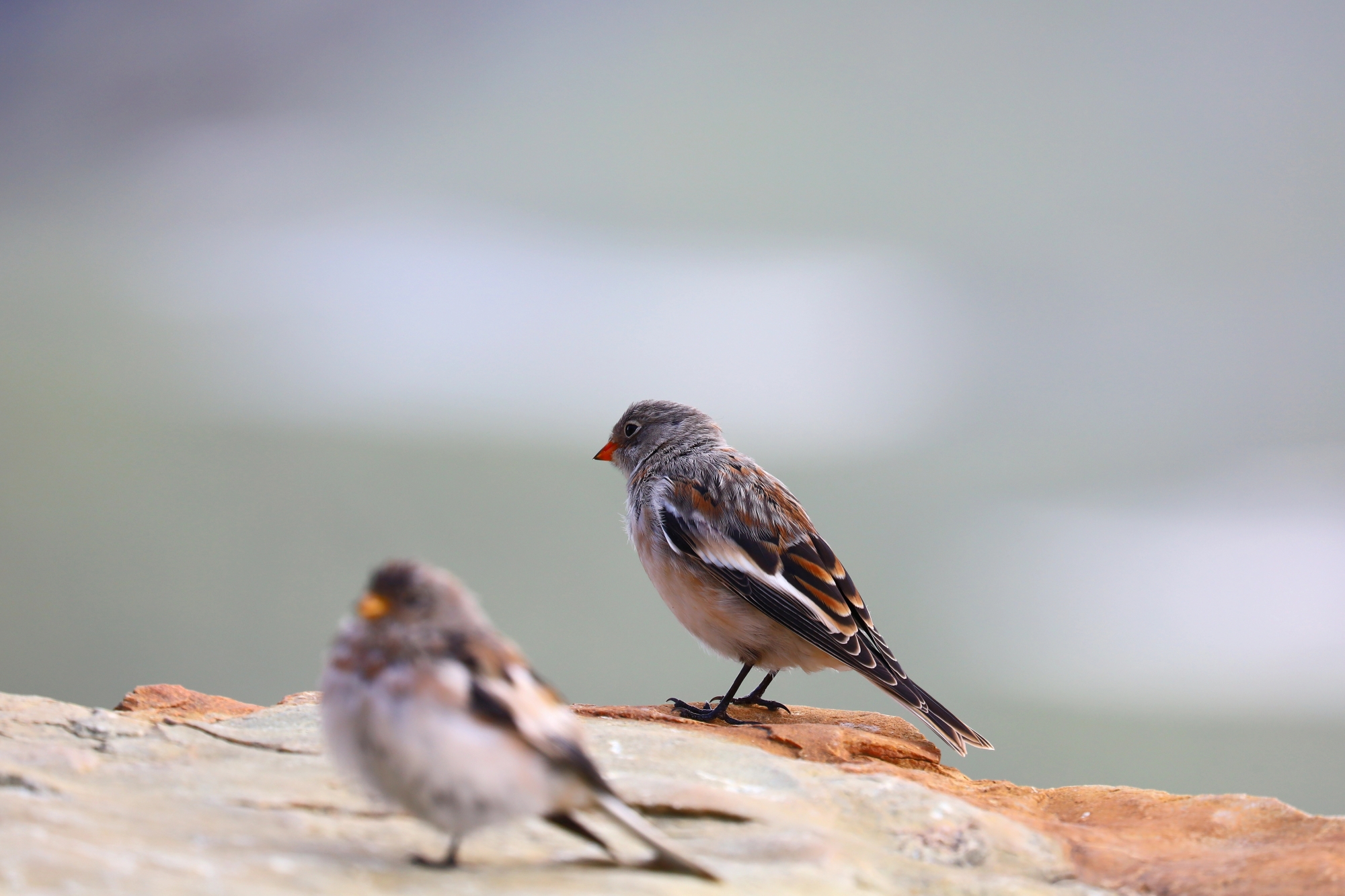 Snow bunting (Plectrophenax nivalis)