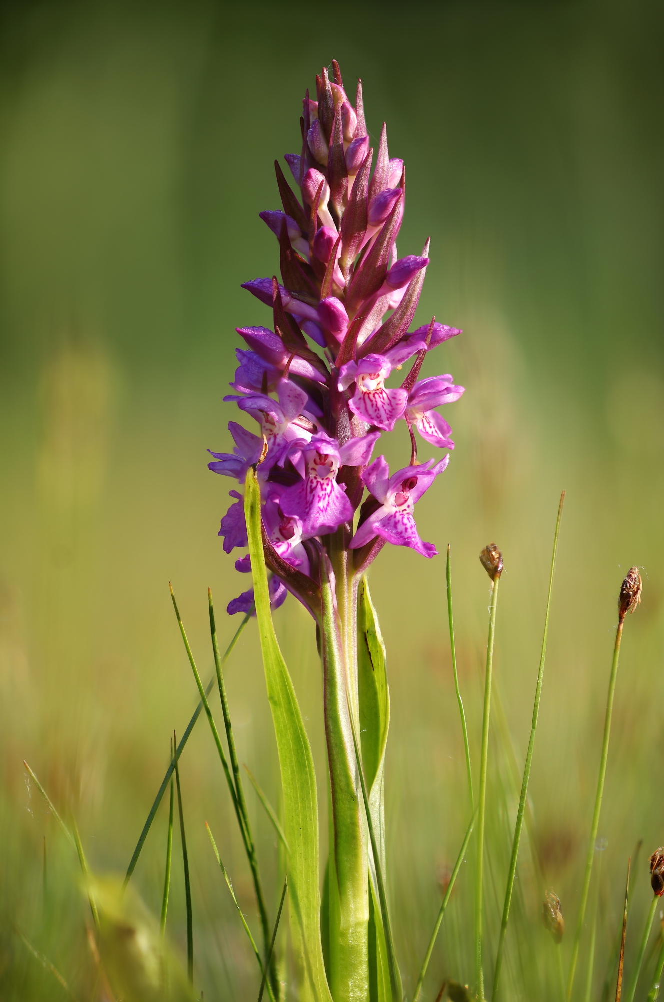 Southern marsh-orchid (Dactylorhiza praetermissa)