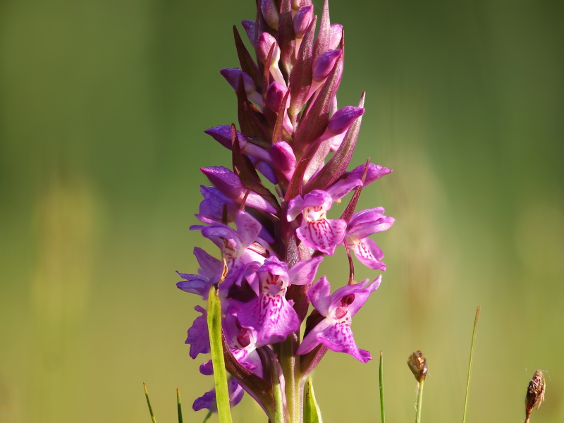 Southern marsh-orchid (Dactylorhiza praetermissa)