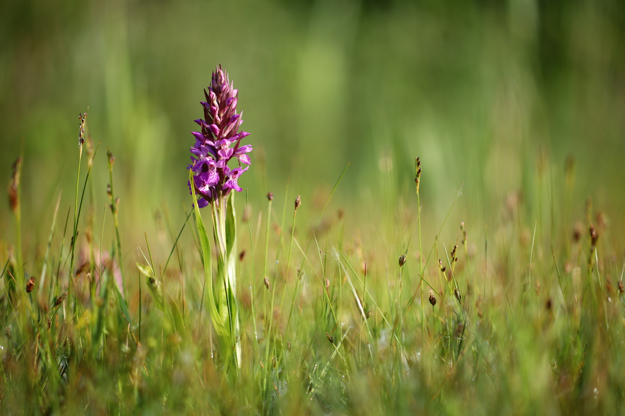 southern marsh-orchid (Dactylorhiza praetermissa)