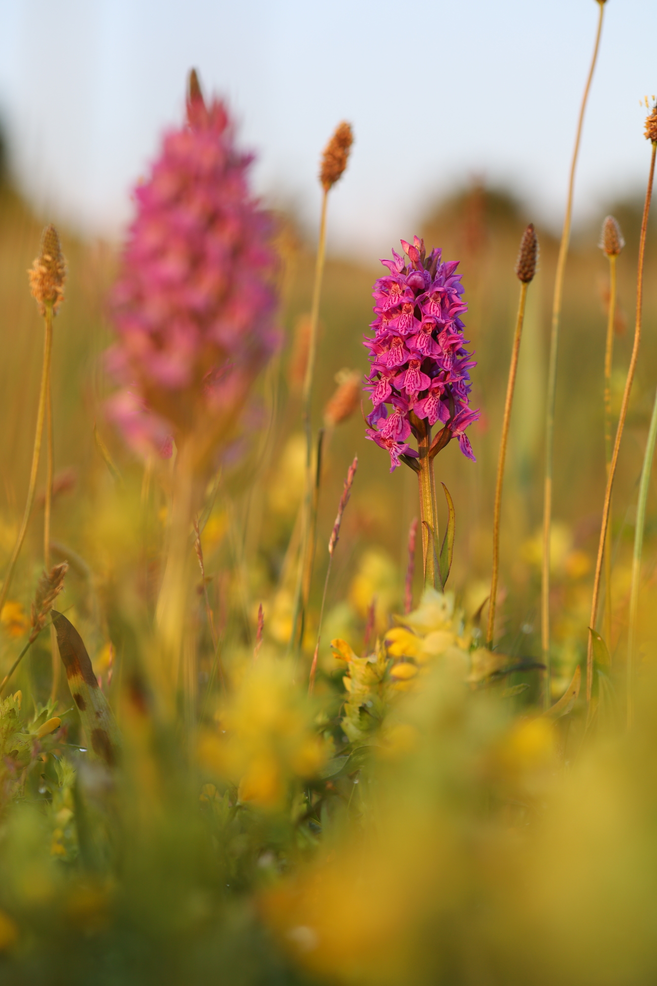 Southern marsh-orchid (Dactylorhiza praetermissa subsp. junialis)