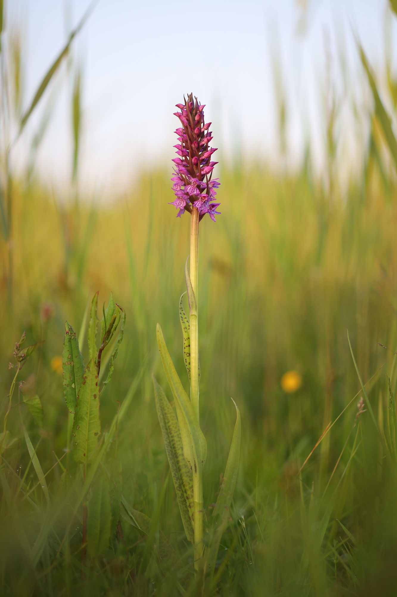 Southern marsh-orchid (Dactylorhiza praetermissa junialis)