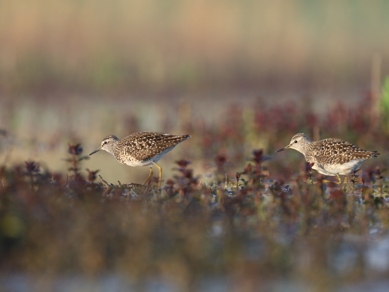 Wood sandpiper (Tringa-glareola)